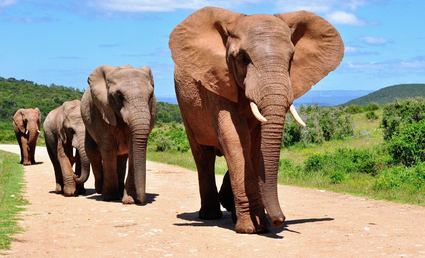 What is the value of elephants?