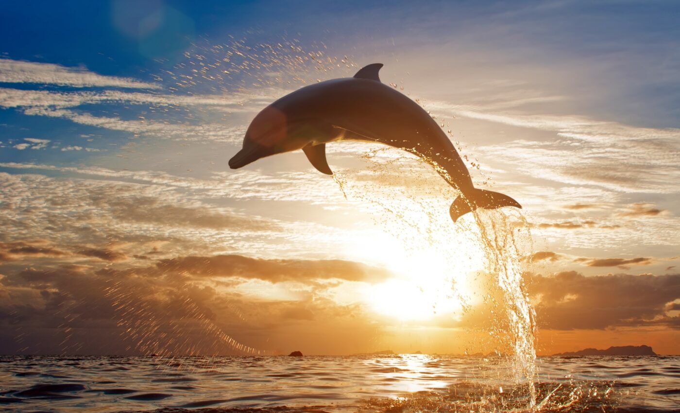 Dolphins may also suffer from Alzheimer’s disease