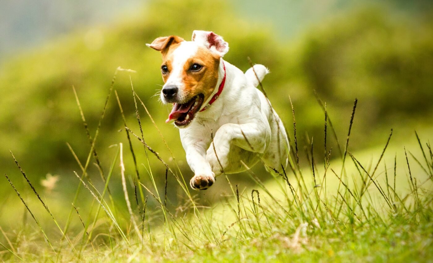 Which animals perceive time the fastest?