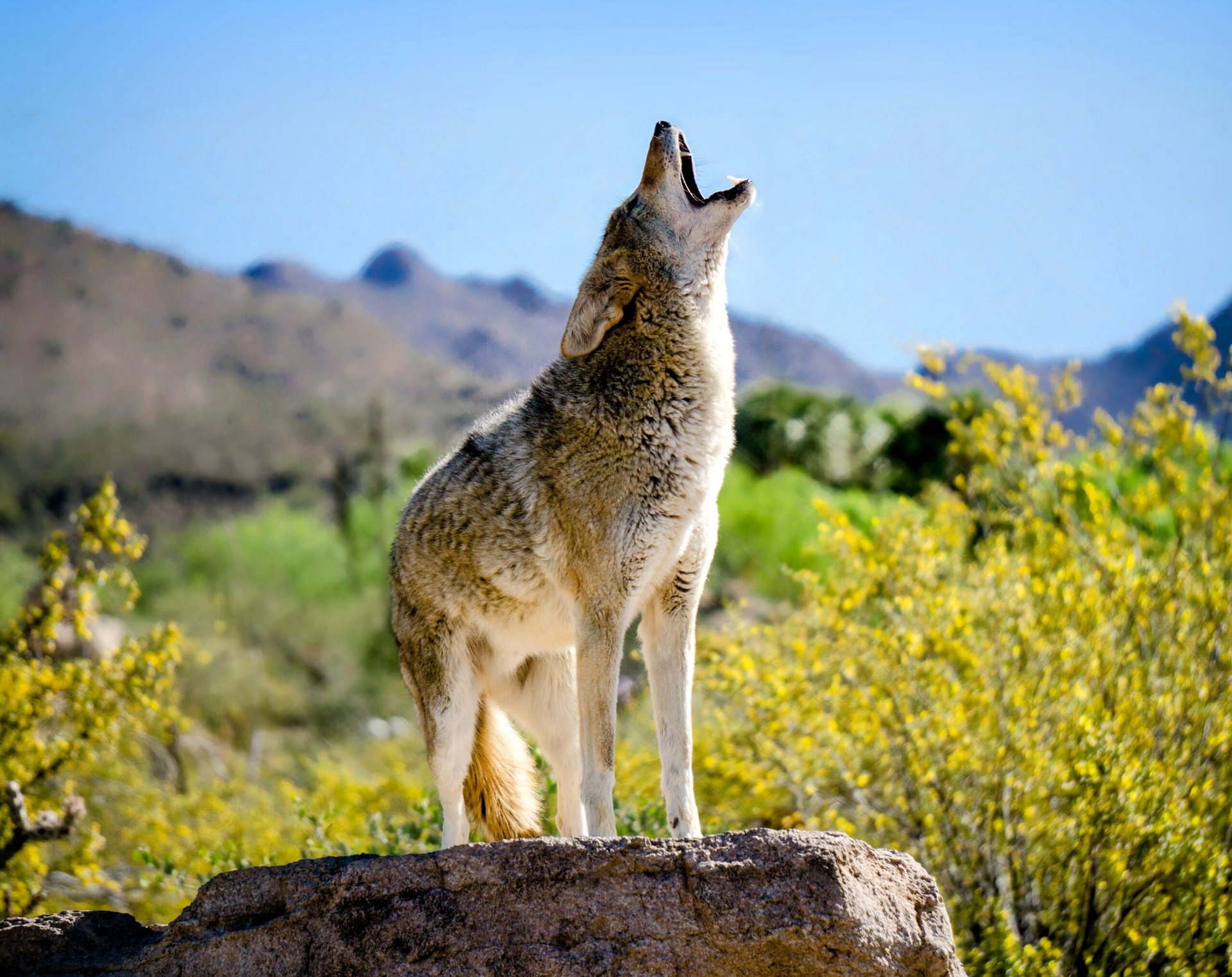 Fatal coyote attack linked to extreme weather conditions