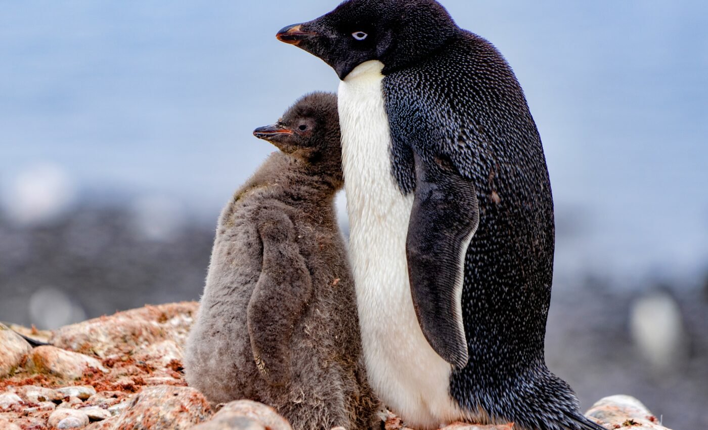 Penguins may have a degree of self-awareness