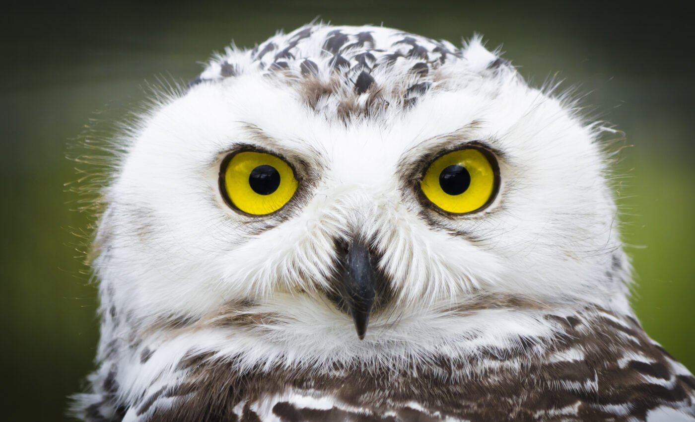 Rare Arctic snowy owl spotted in Southern California