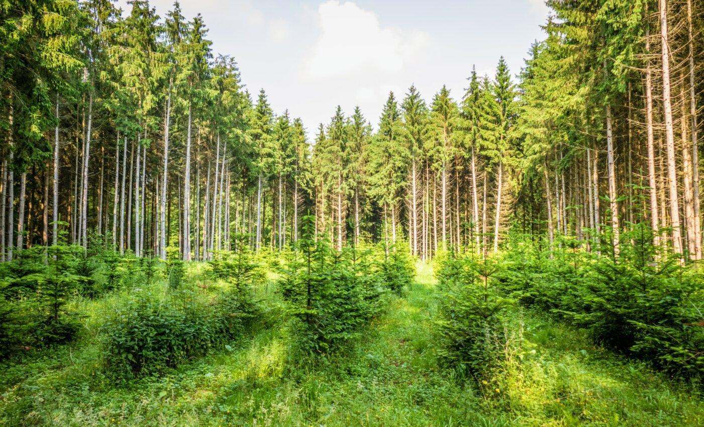 Deep learning can help track changes in forest cover