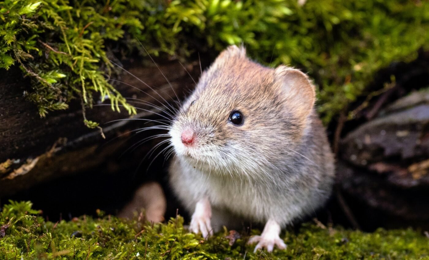 Why rodent-borne diseases spill over into humans?