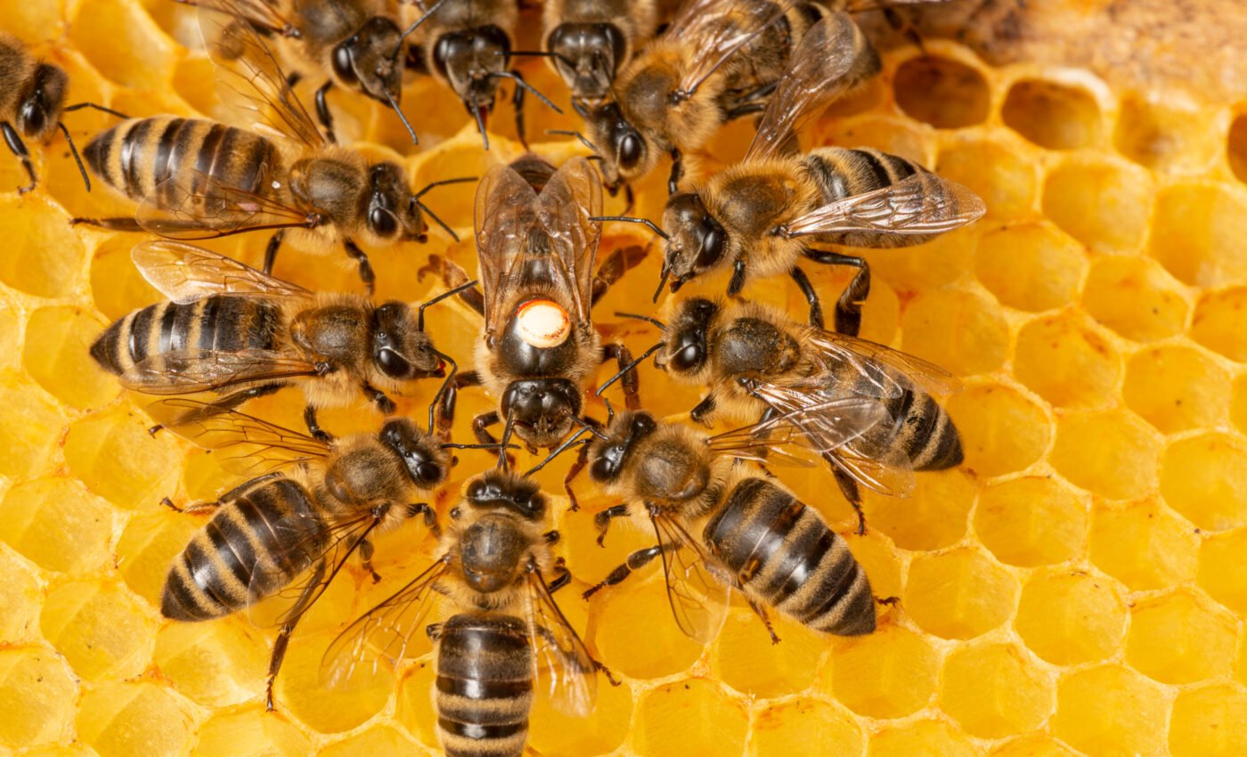 World’s first honeybee vaccine approved by the USDA