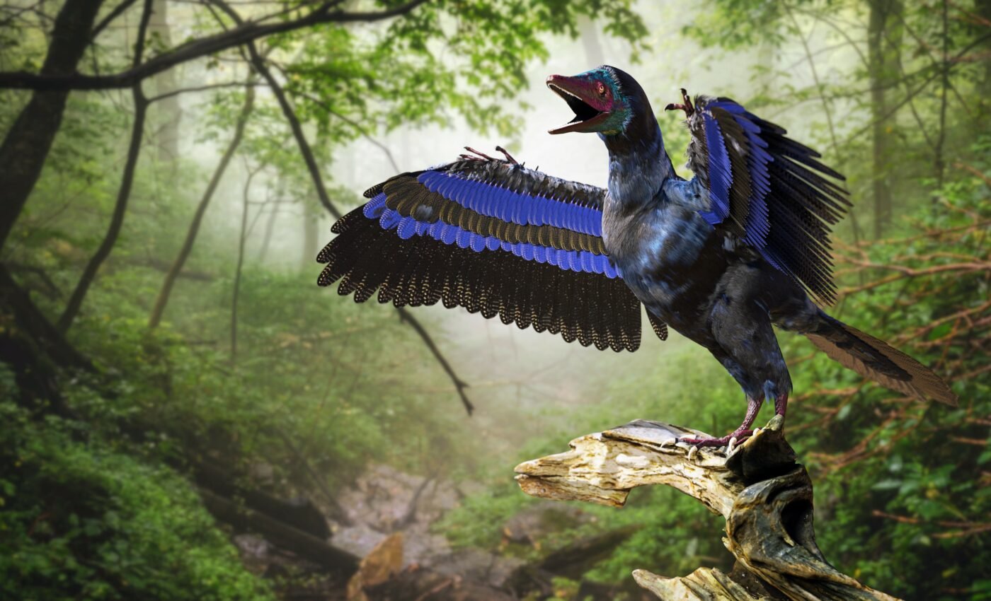 Puzzling fossil has the body of a bird, skull of a dinosaur