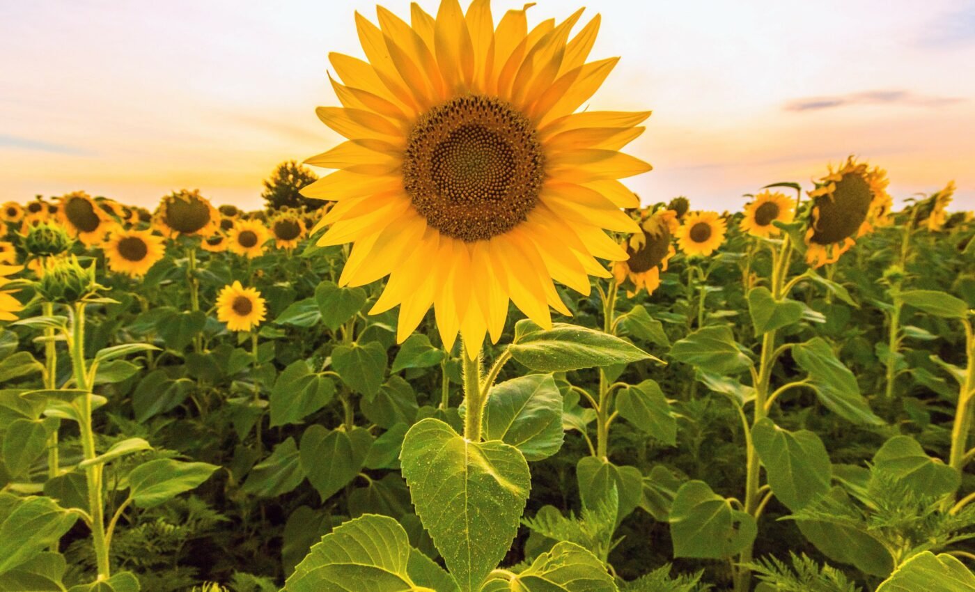 Sunflowers use an internal clock to bloom at optimal times