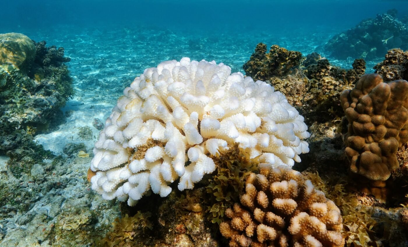 Hidden heatwave led to massive coral bleaching event
