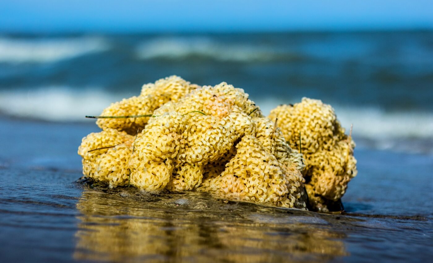Sea sponges contain compounds that block Covid infection
