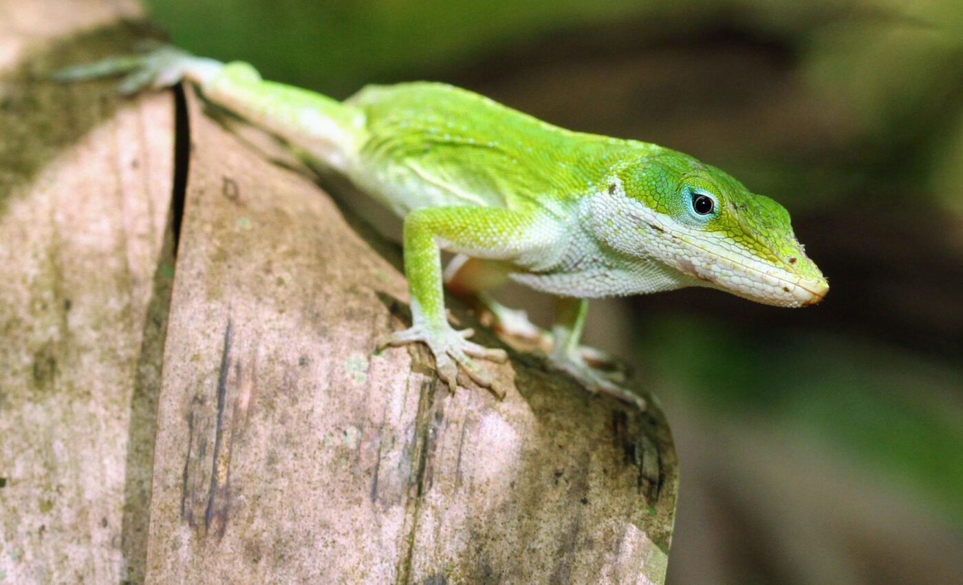 Urban lizards show physical and genetic adaptations
