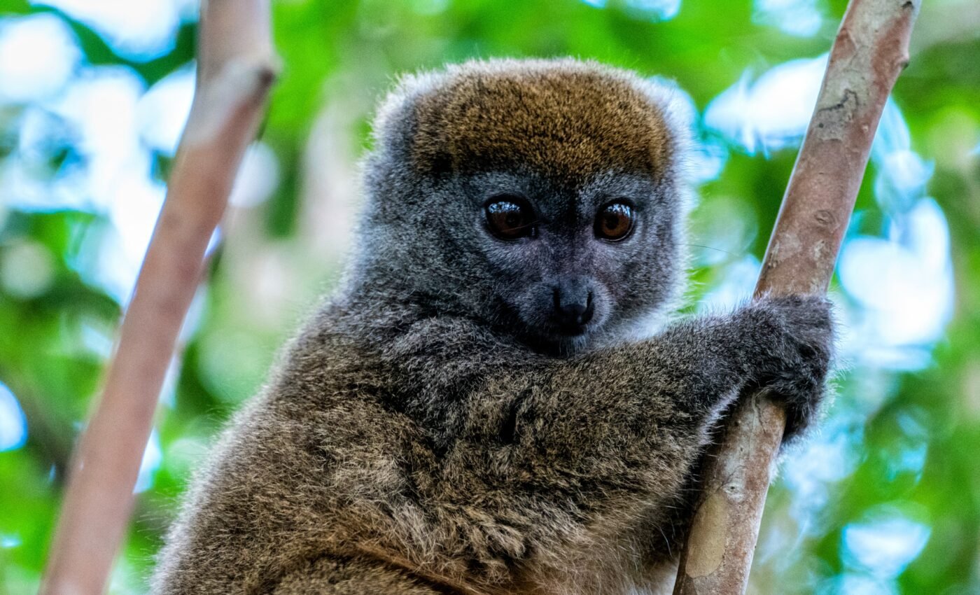 It's "now or never" for Madagascar’s endangered mammals