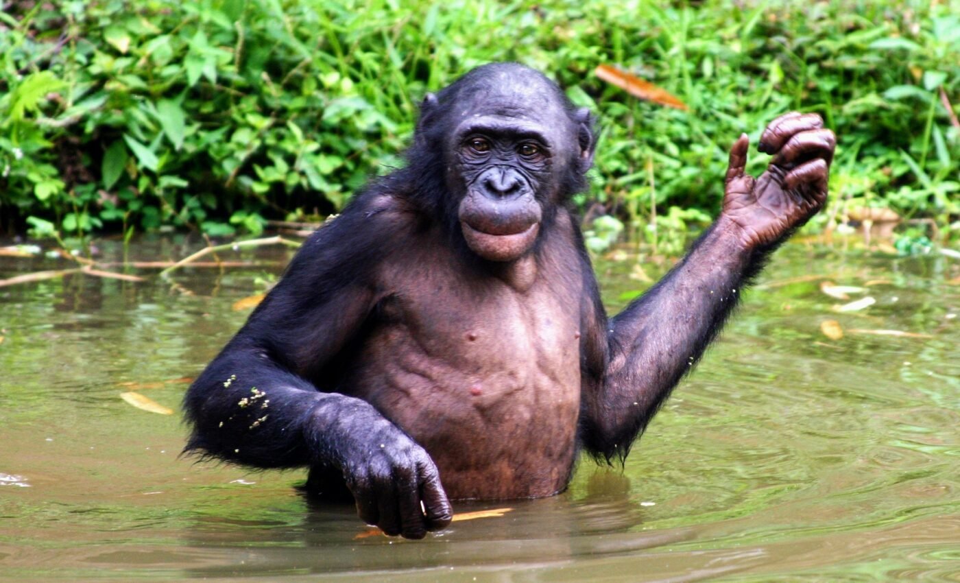 Bonobos are more interested in the emotions of strangers