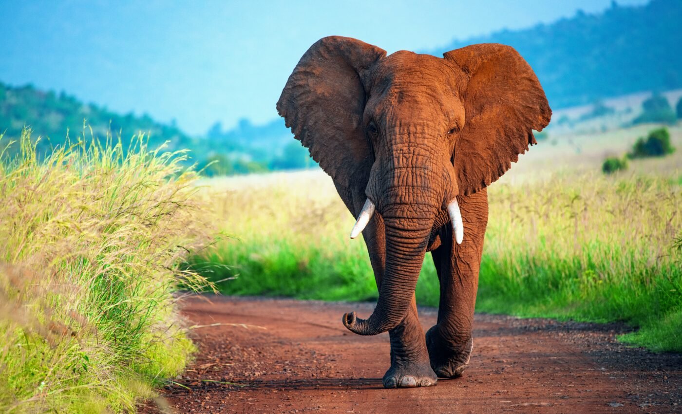 New DNA-collection method is harmless to wildlife
