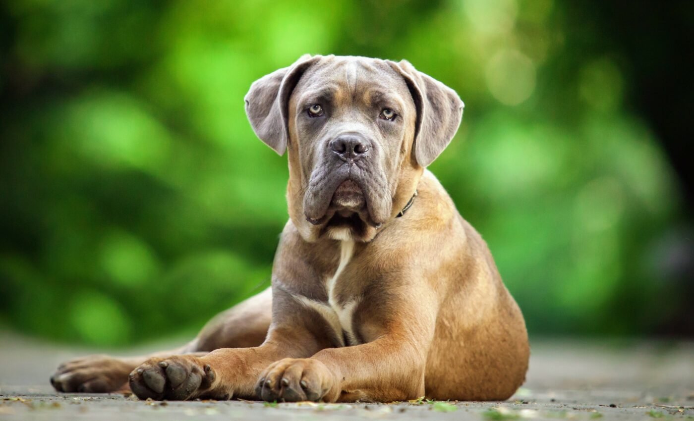 What factors predict aggressiveness in dogs?