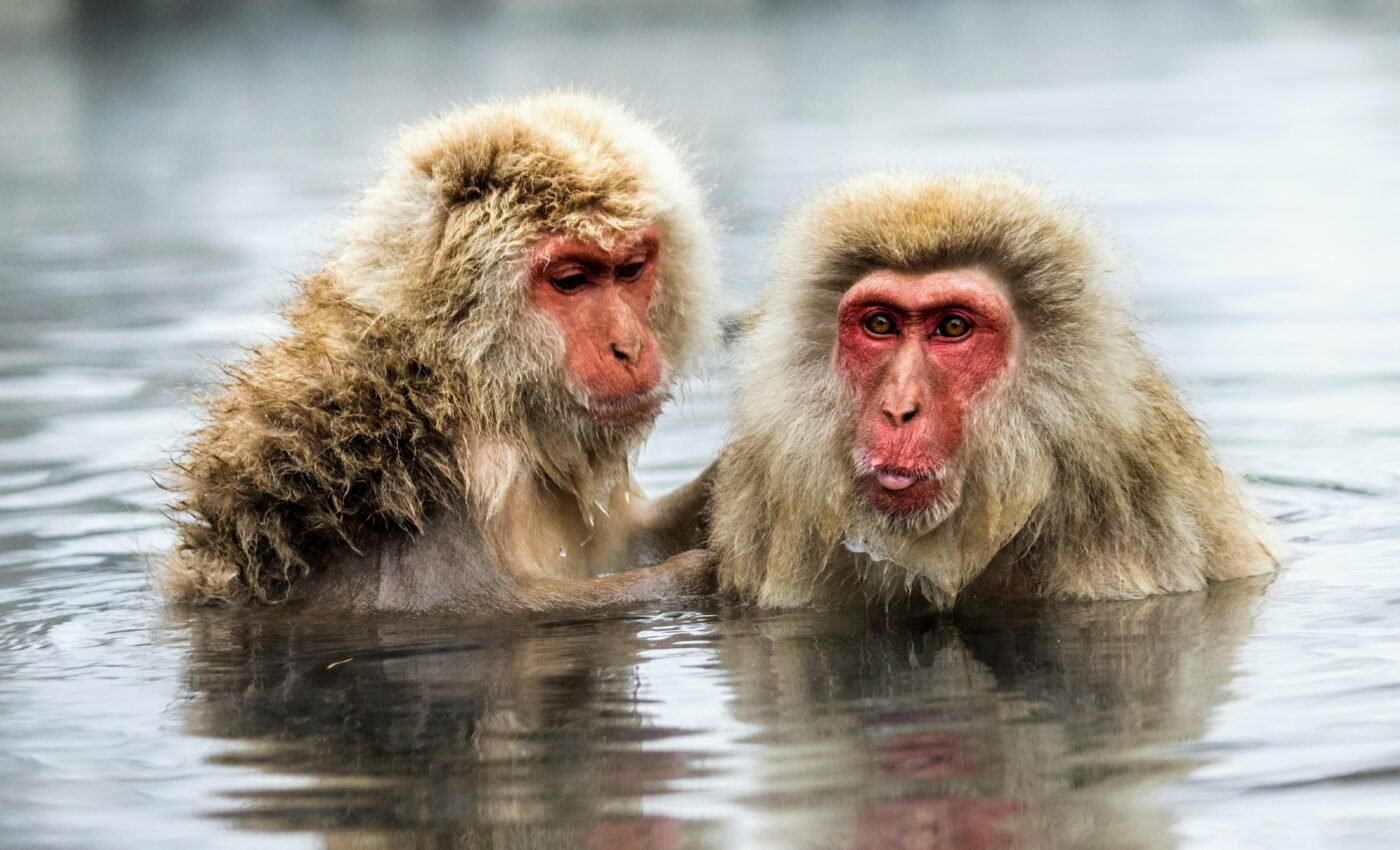 Japanese snow monkeys have learned to fish for food