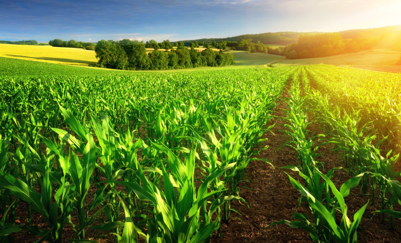 Human waste could be used as sustainable fertilizer