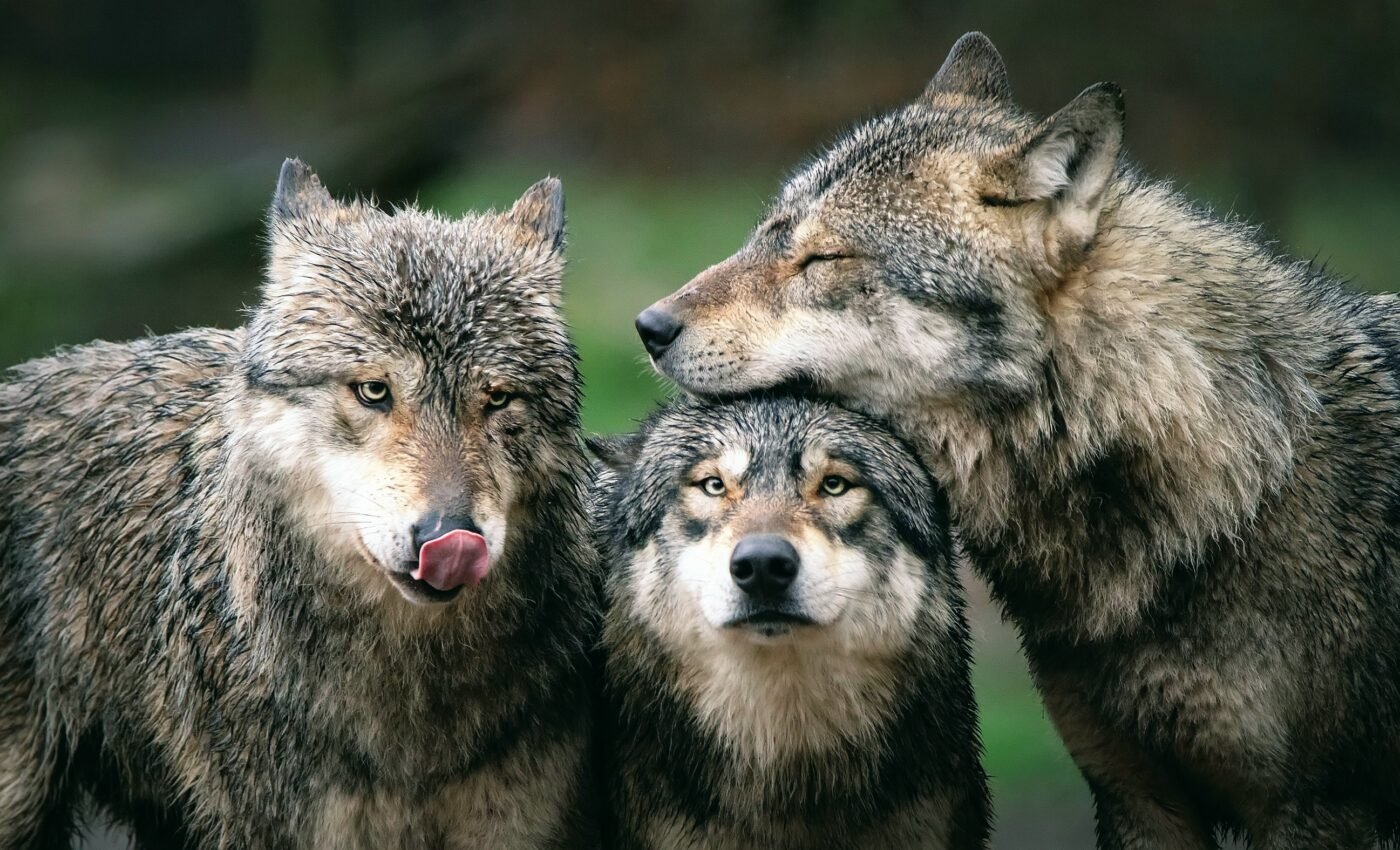 Wolf packs are less likely to stick together after human impacts