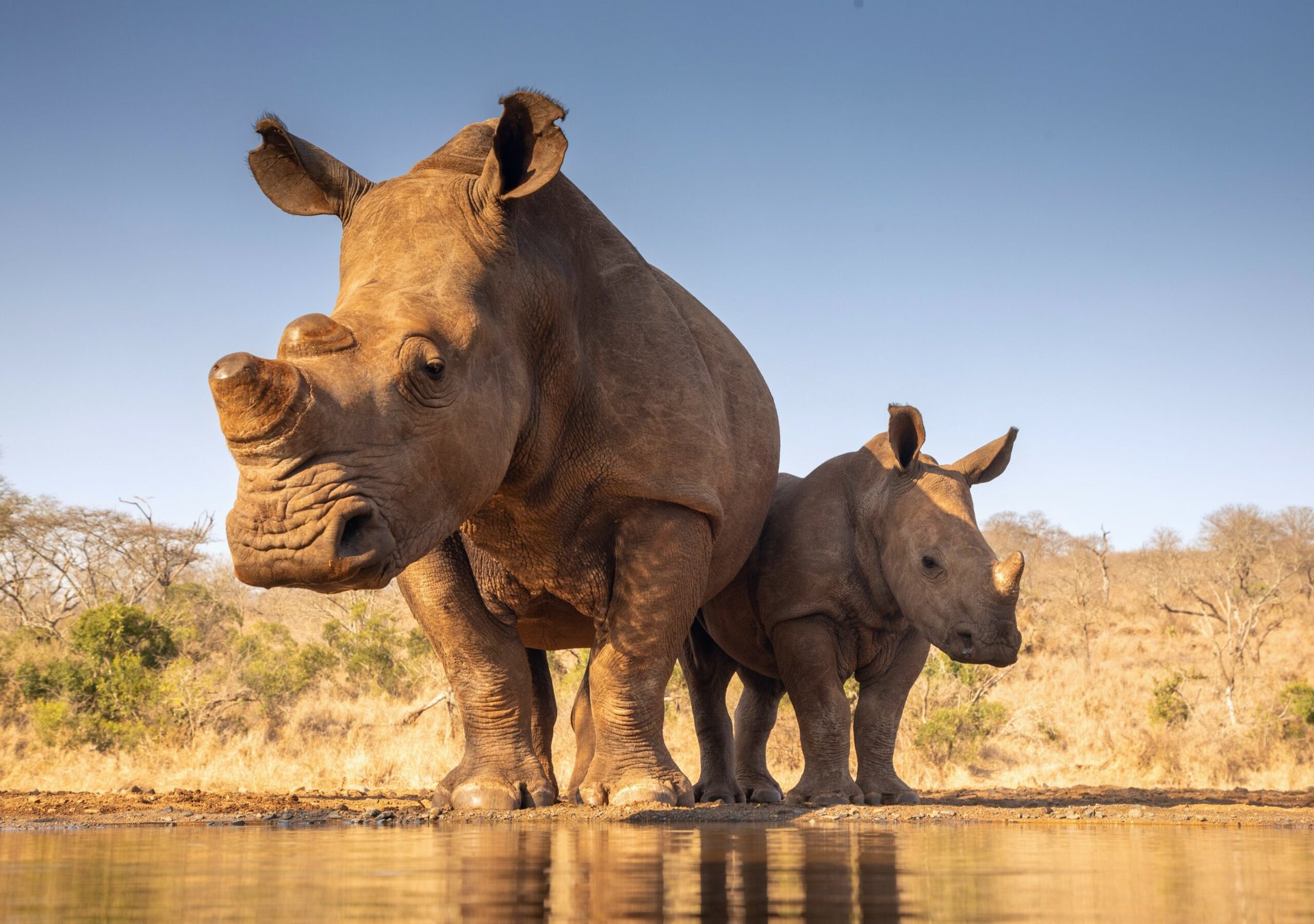 More than half of Africa’s rhinos have private owners