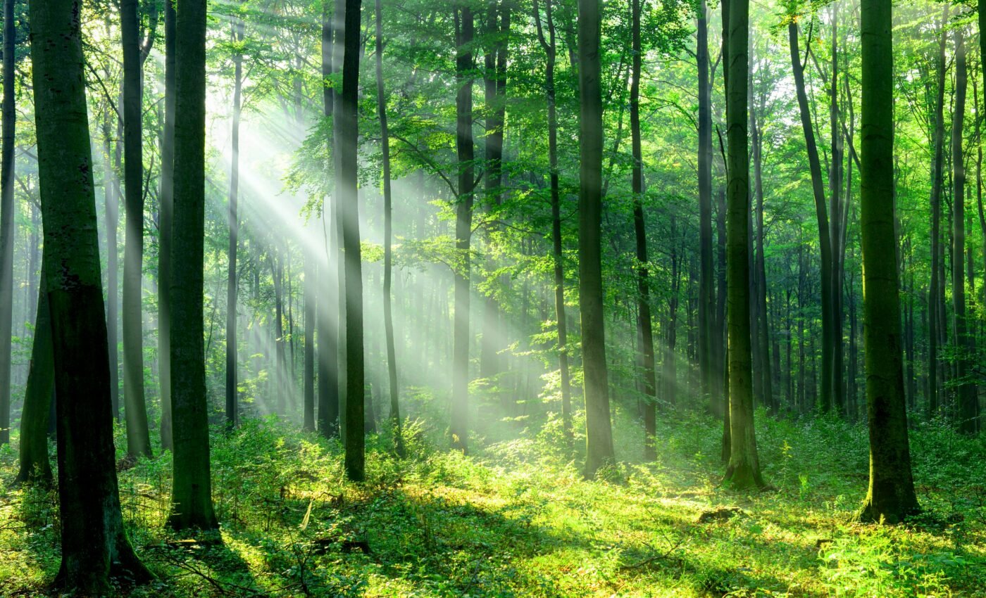 Forests face threats from multiple industries