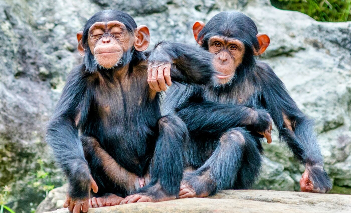 Young chimpanzees take risks like human teens