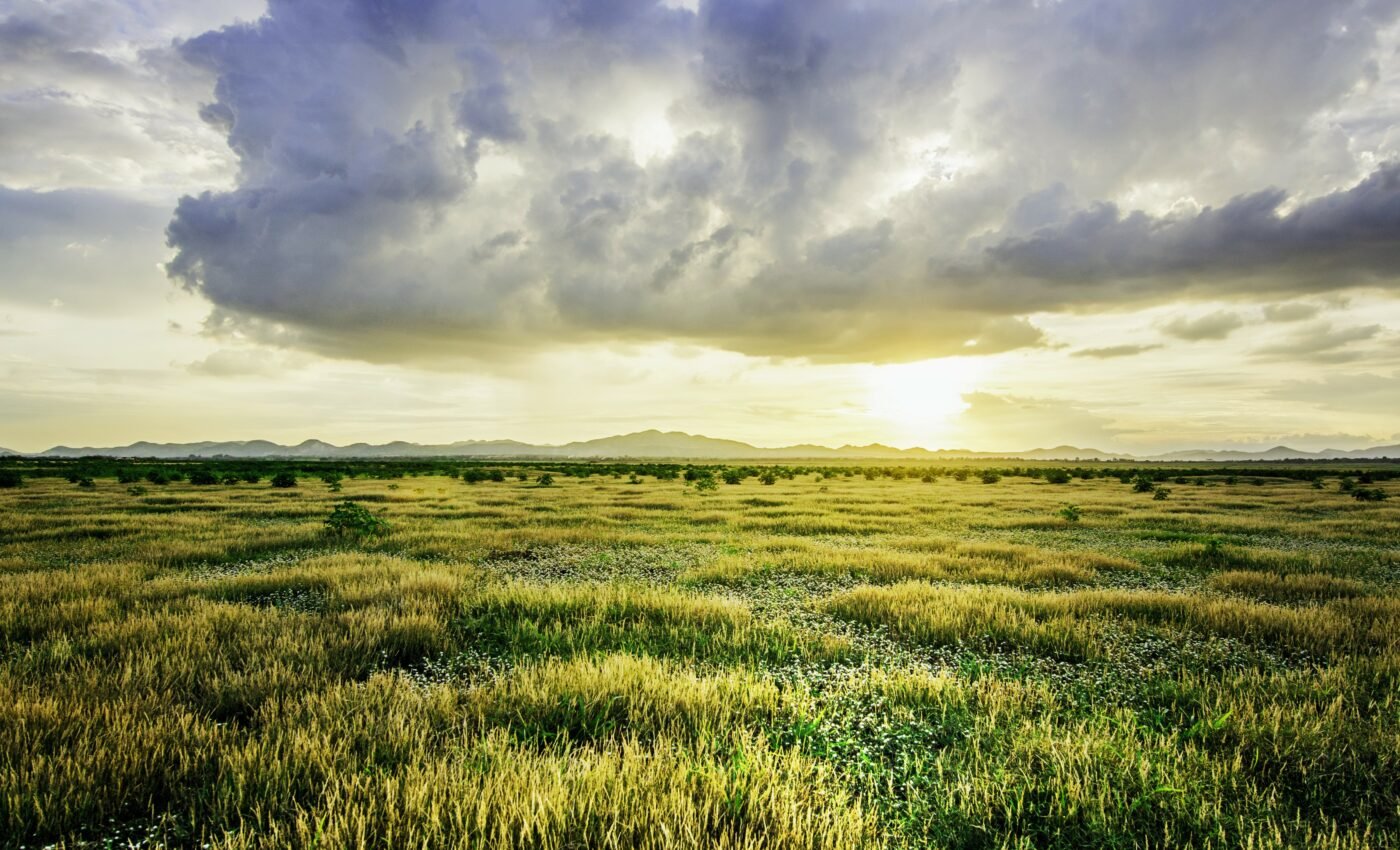 Grassland ecosystem stability is driven by biodiversity