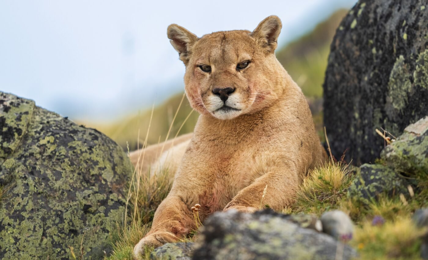 What happens when an apex predator goes missing?