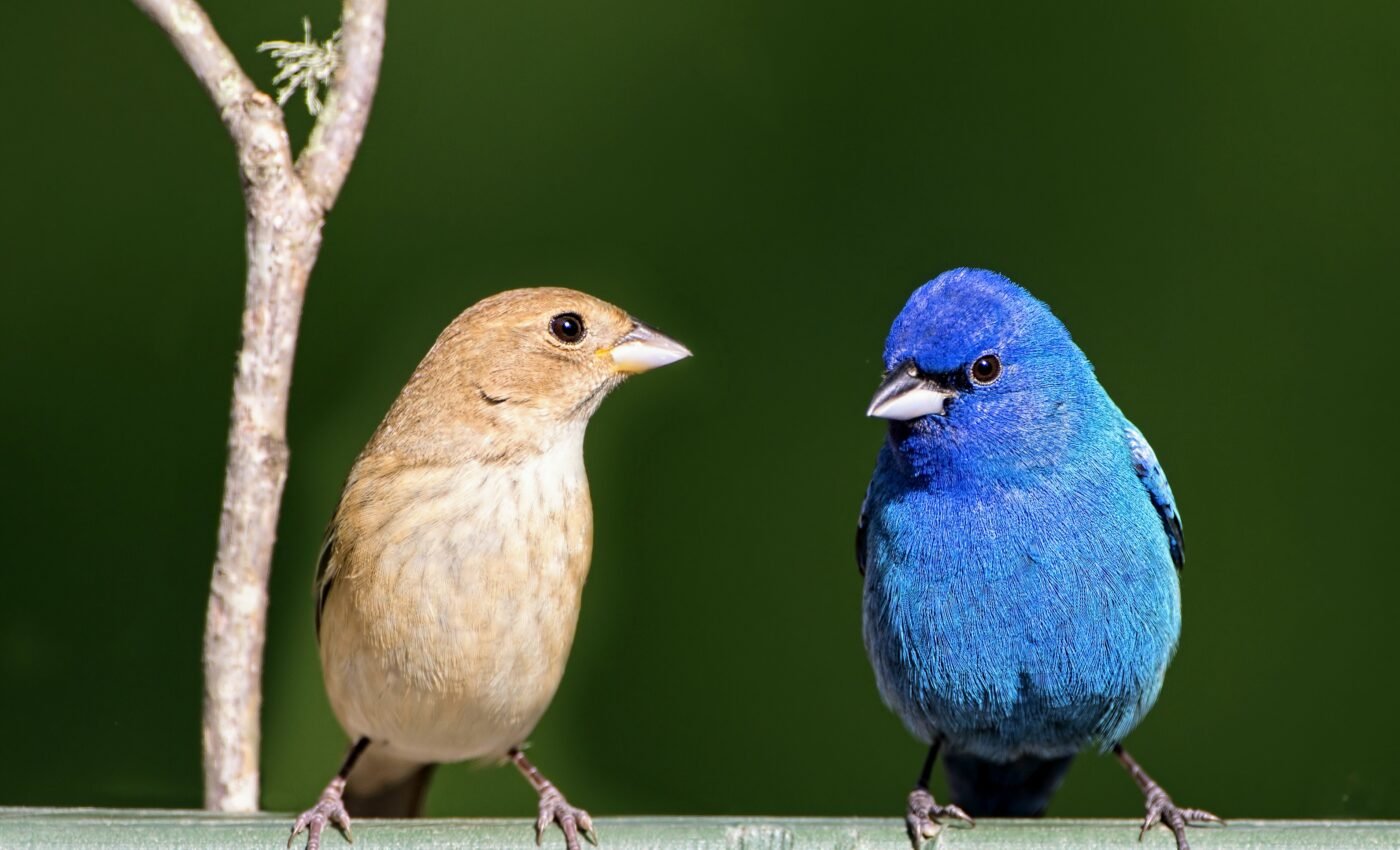 Polygamous birds carry fewer harmful genetic mutations
