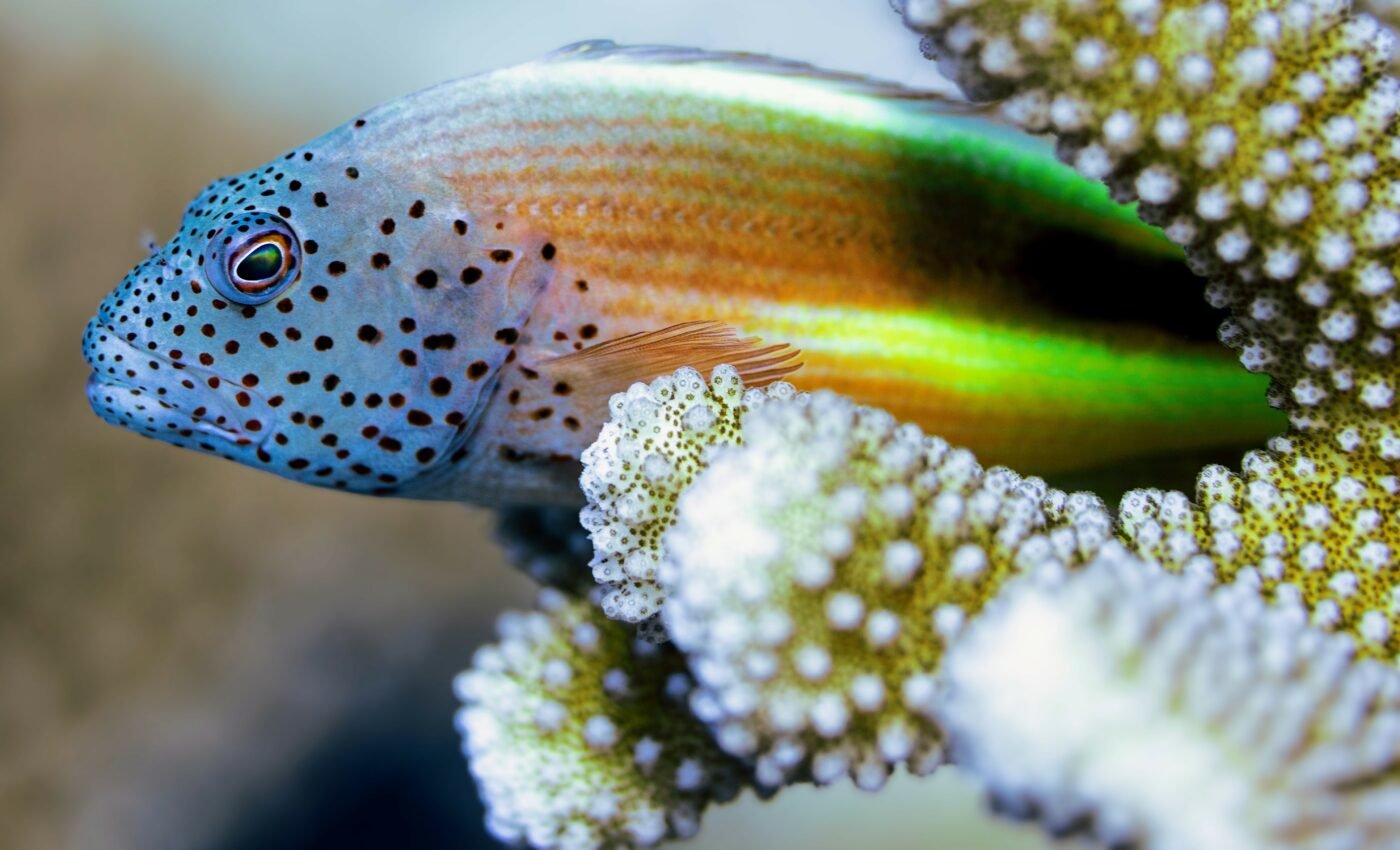 319-million-year-old fish holds clues about brain evolution