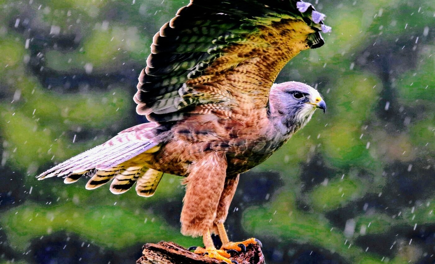 Machine learning may solve the mystery of bird movements