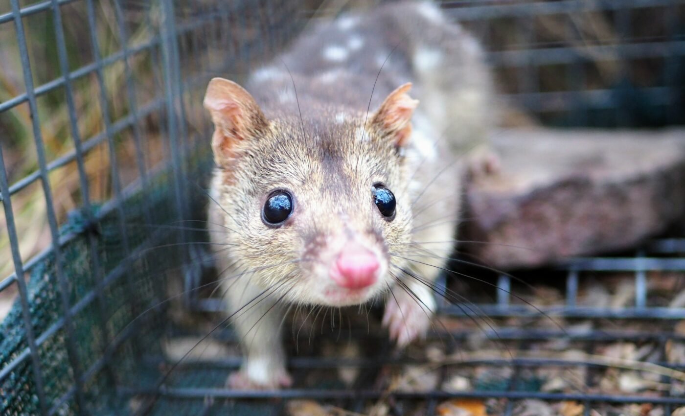 Relentless sex drive may lead northern quolls to extinction