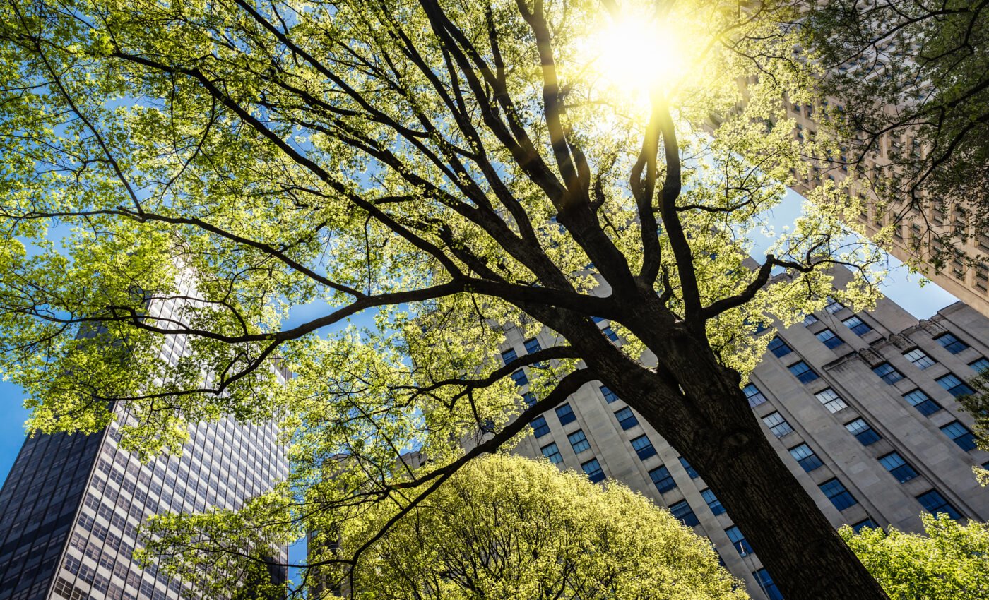 Increased tree cover could prevent heat-related deaths in cities