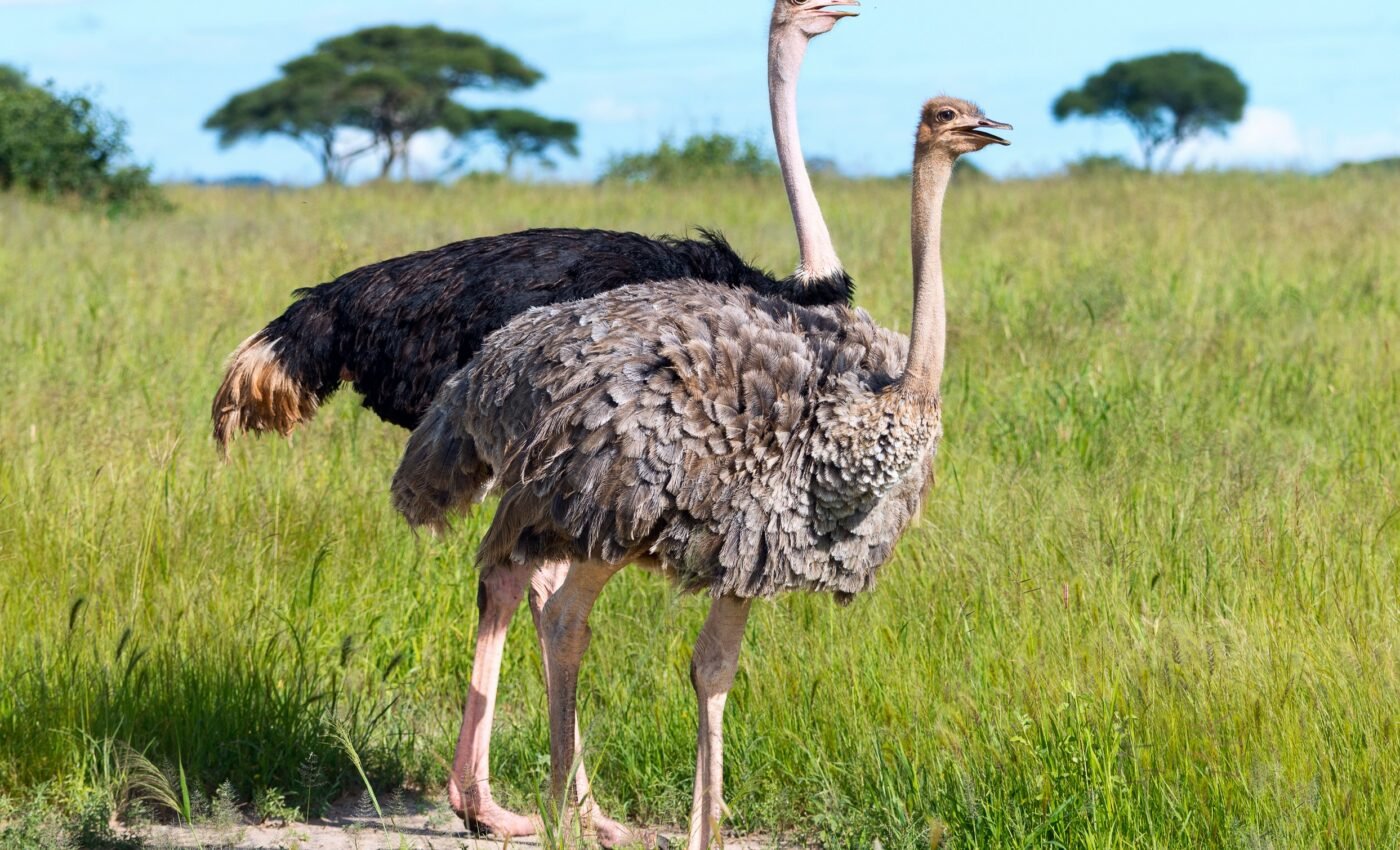 Eggshells of flightless birds evolved on different tracks