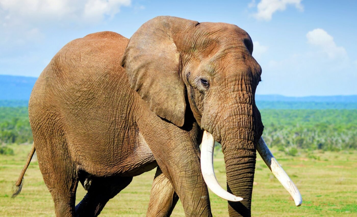 Neanderthals hunted gigantic elephants for food