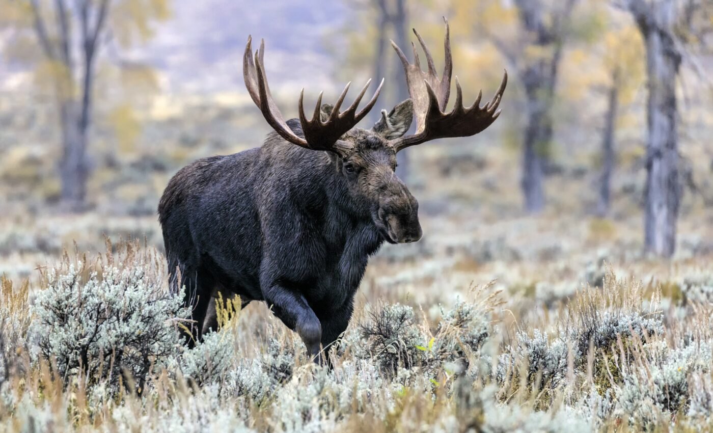 Solitary mammals live shorter lives than social species