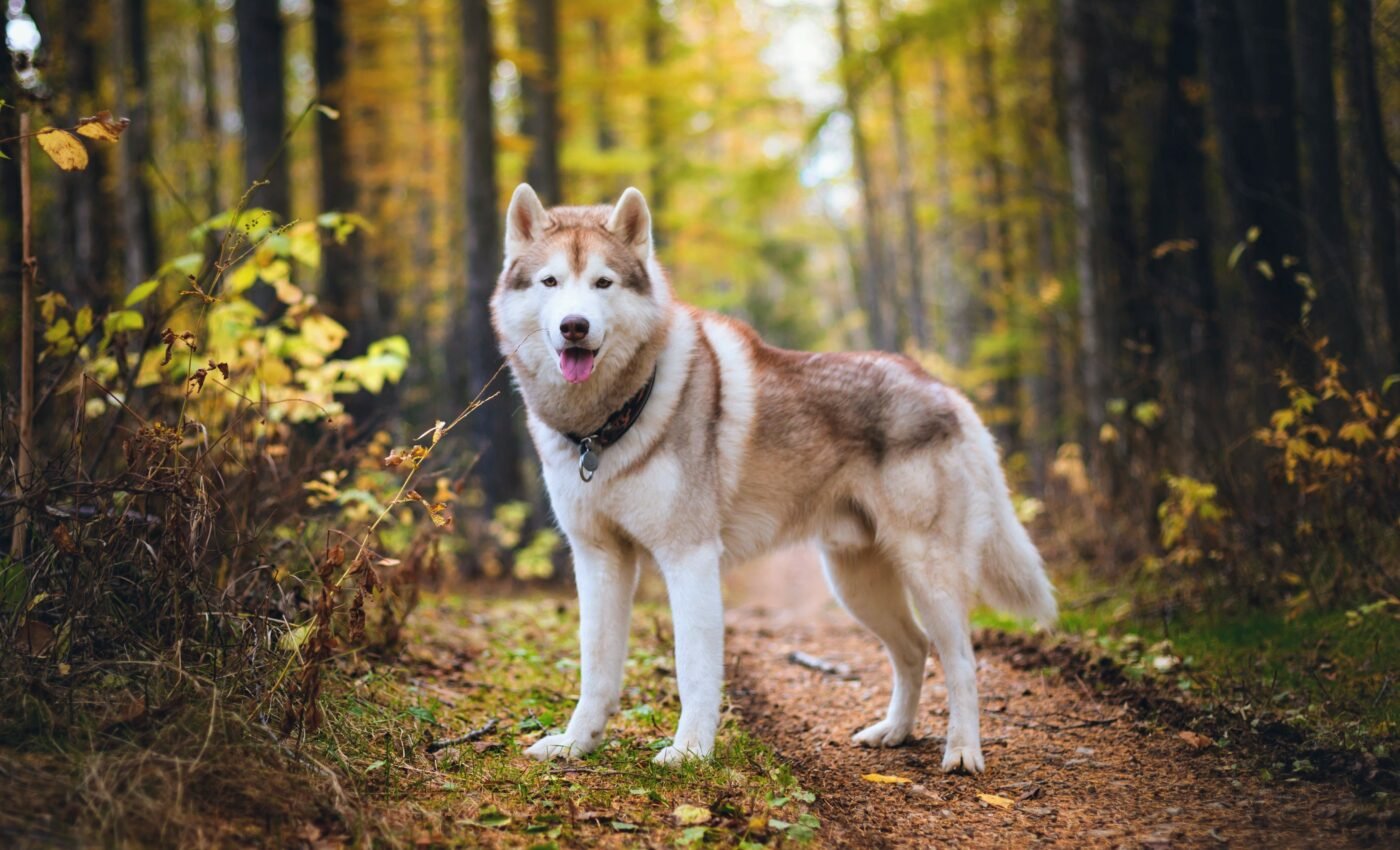Why do some dogs howl, but others don't?