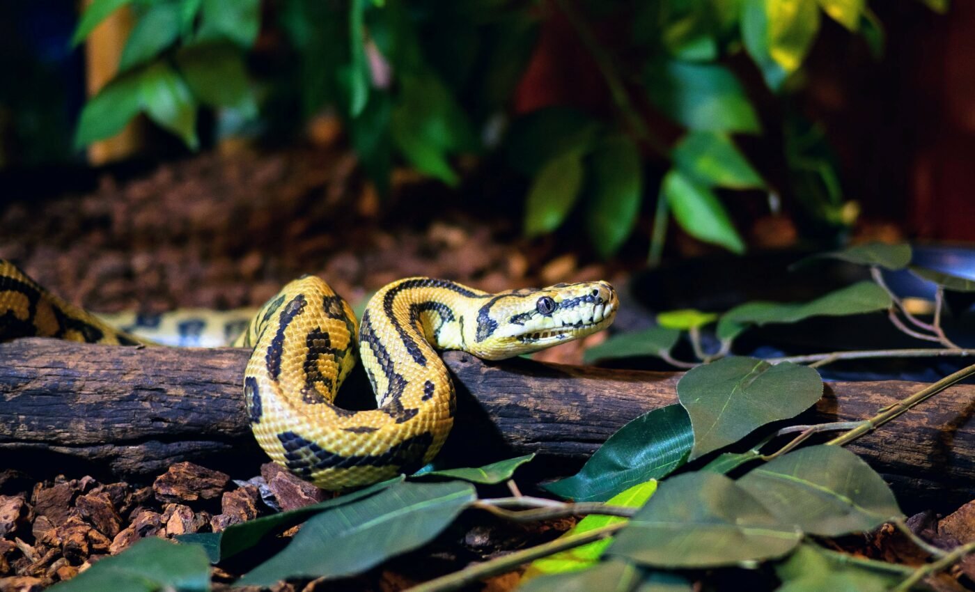 Ball pythons shed new light on reptile coloration