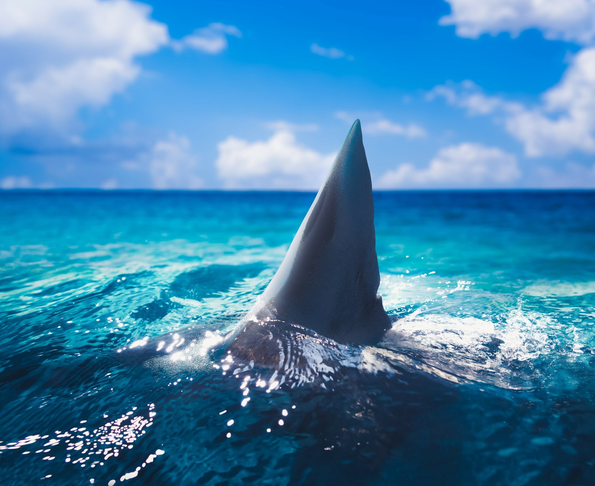Shark attacks decreased in 2022, but spiked in local hotspots