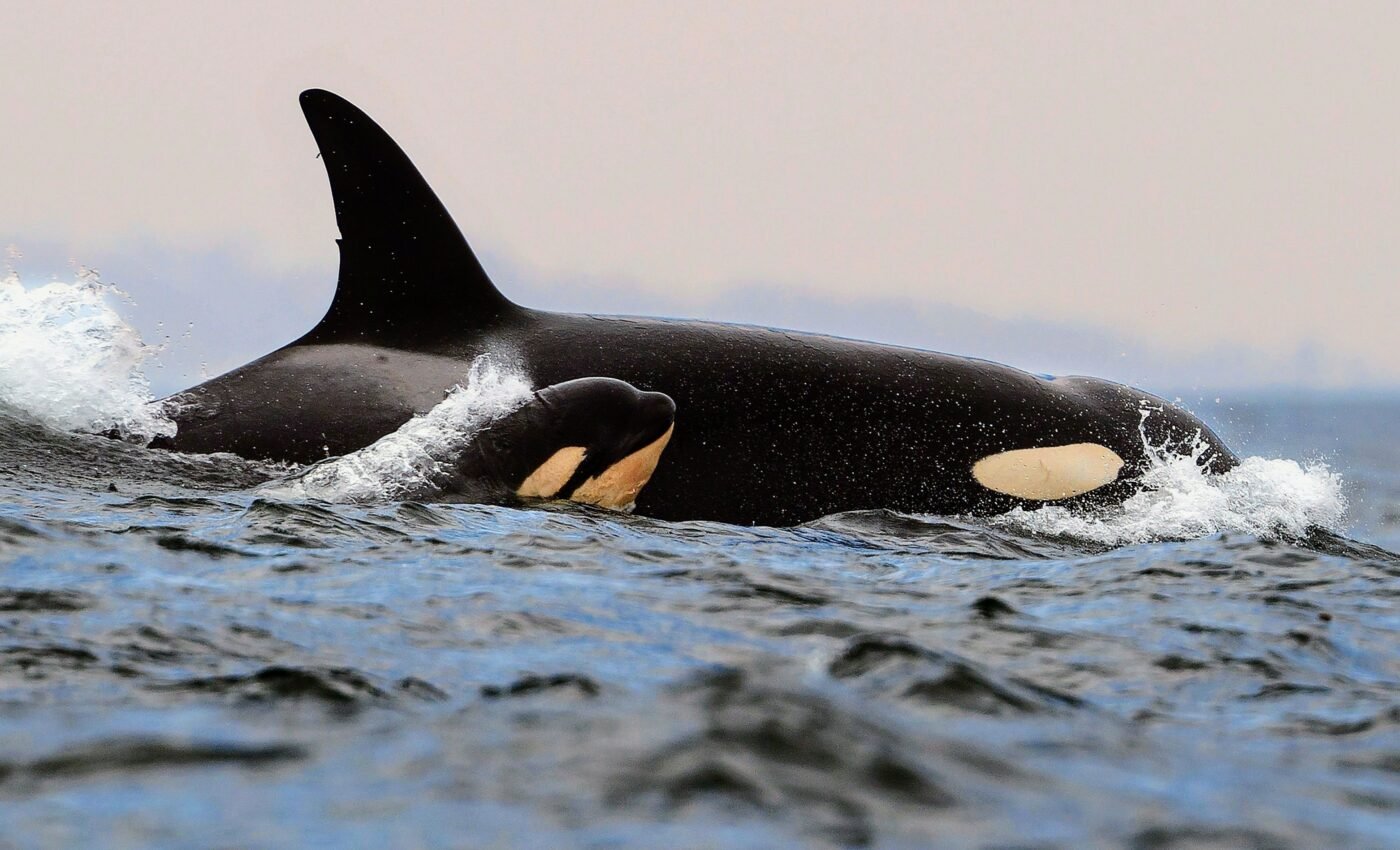 Killer whale mothers pay a high price for raising sons