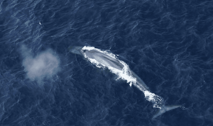 New insights into the behavior of Antarctic blue whales