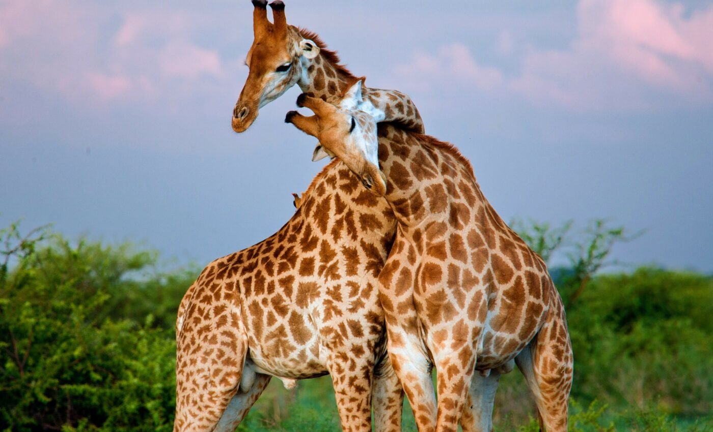 Scientists shed new light on the sex life of giraffes