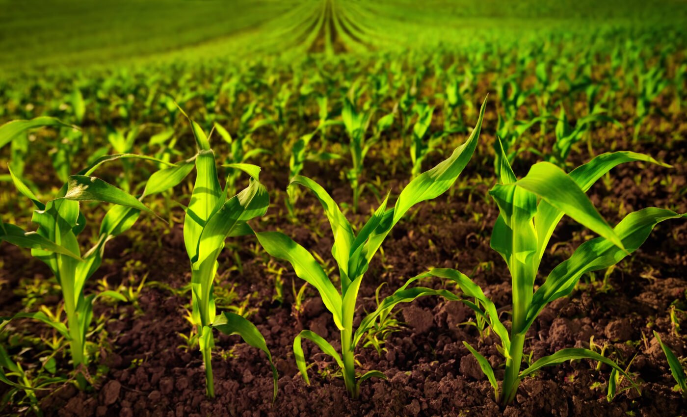 Carbon emissions from fertilizers could be cut by 80 percent