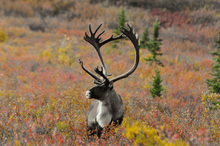 Caribou have used the same calving grounds for 3,000 years