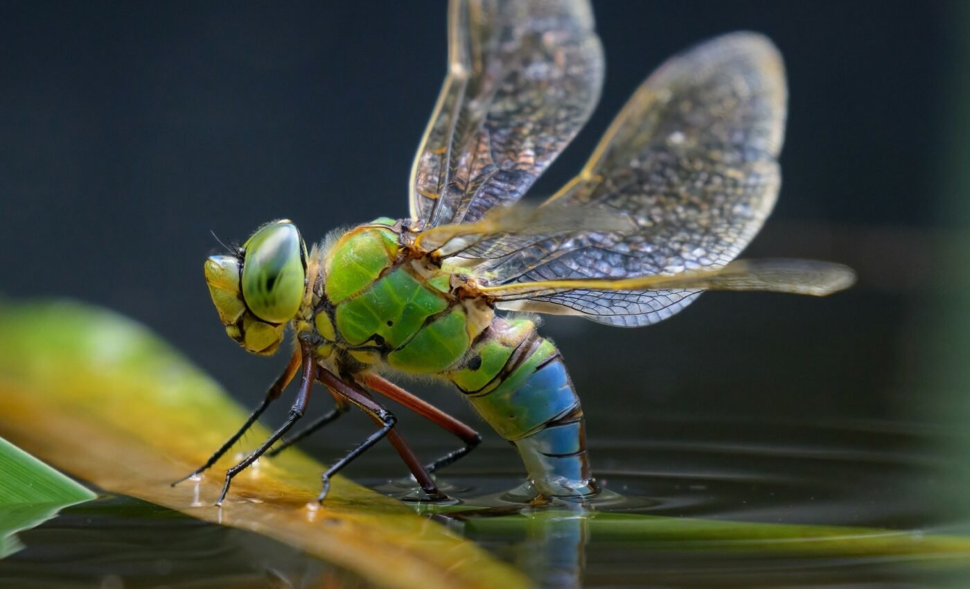 Insect size is shaped by predators and temperature