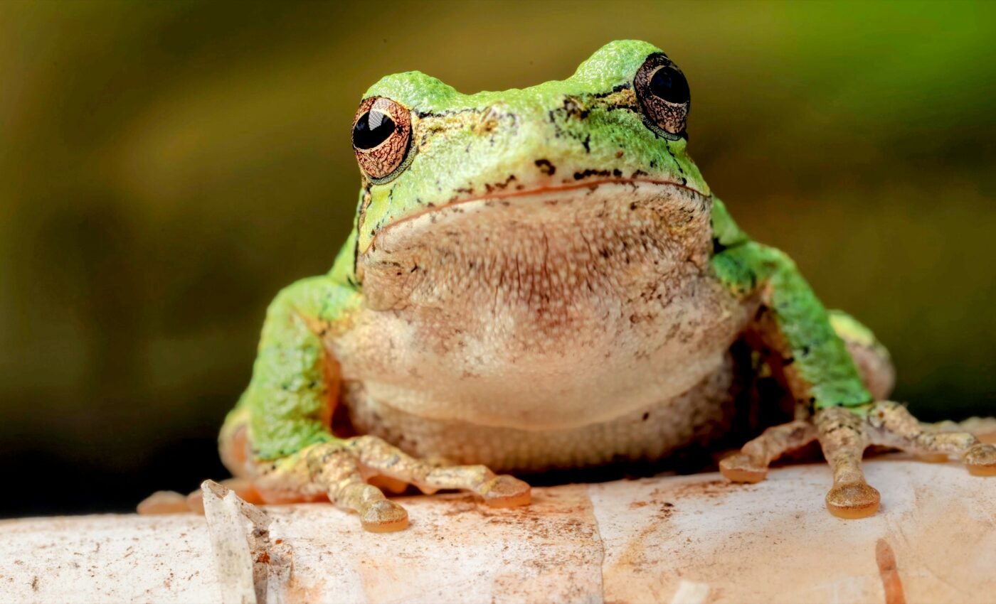 EU responsible for extinction of frog populations