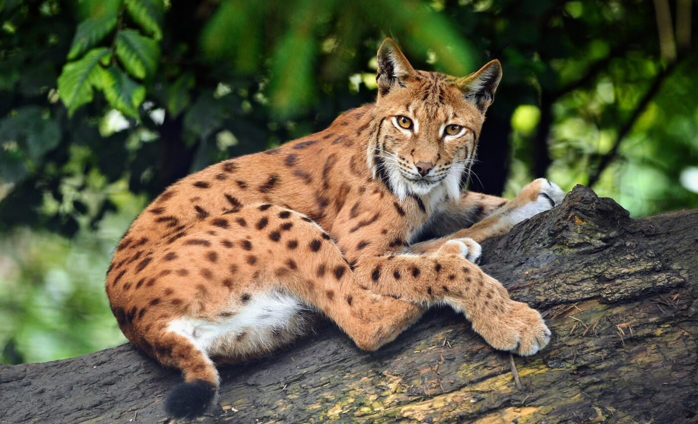 Lynx population in France is on the brink of extinction