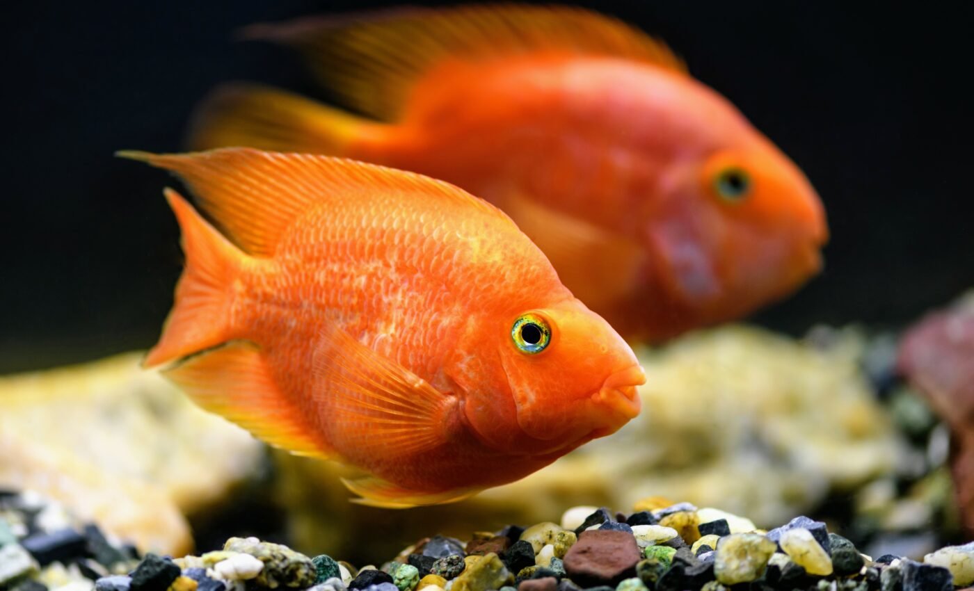 Fish can recognize themselves in the mirror