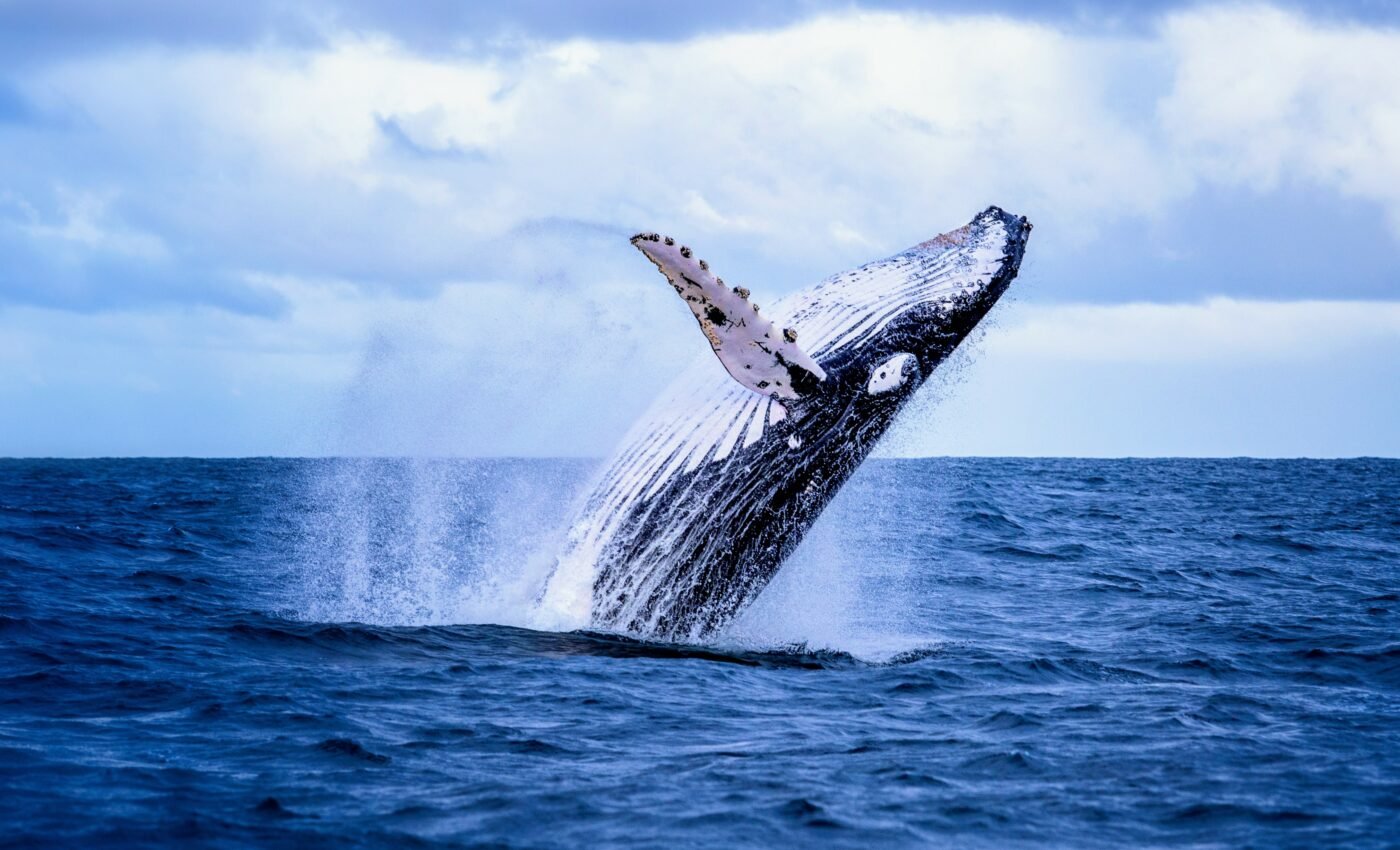 Deep-sea mining poses unknown threats to whales