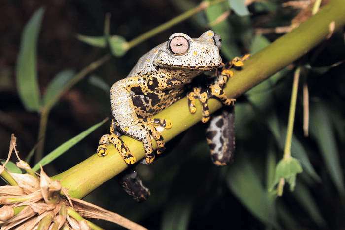 Majestic frog named after fantasy author J.R.R. Tolkien