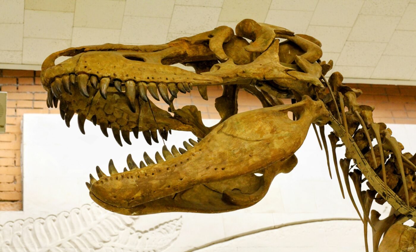 Spinosaur brains reveal how they interacted with their environment