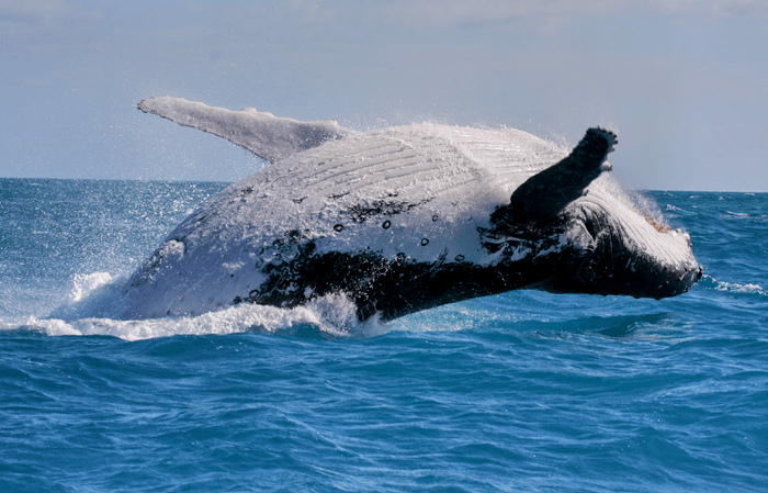 Whales changed their mating tactic from singing to fighting
